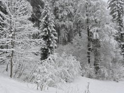 Winterwanderung 2025