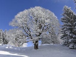 202502-Winterwanderung-032-6220-Tag2-NFHBisSöllereck