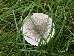 20250921-Waldenser-006