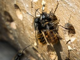 Wildbienen