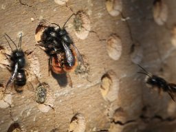 Wildbienen