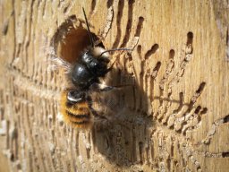 Wildbienen