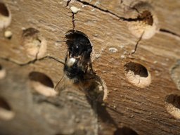 Wildbienen